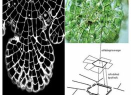 computational-generative-design-with-biomimicry-towards-morphogenesis-in-digital-architecture (3)